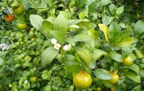 正確認(rèn)識(shí)柑橘黃龍病，以防為主